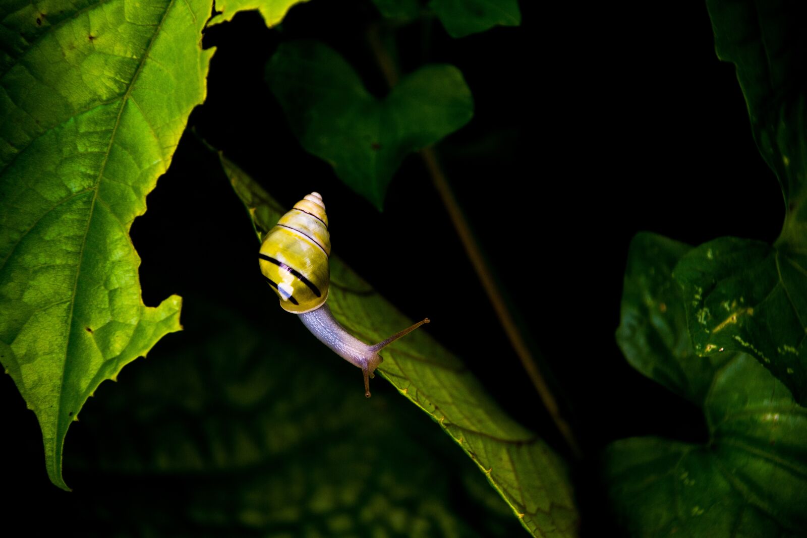 Nikon D7200 sample photo. Animal, gastropod, leaves photography