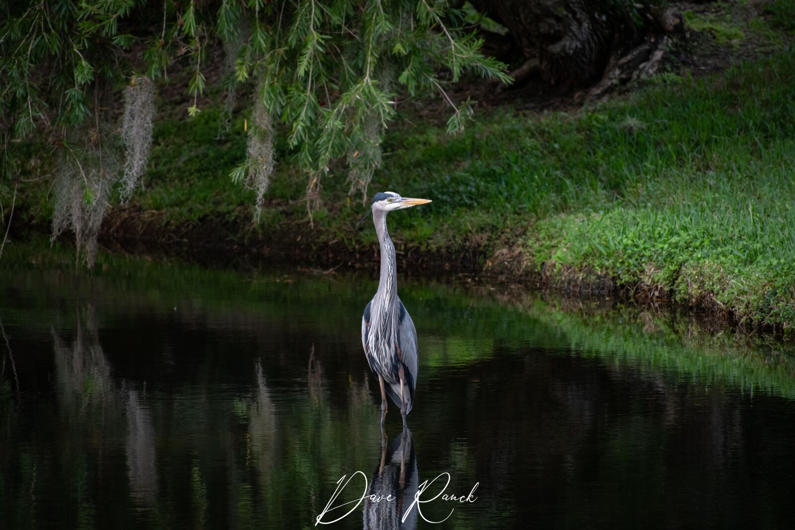 Nikon D7500 sample photo. Bird, sarasota, heron photography