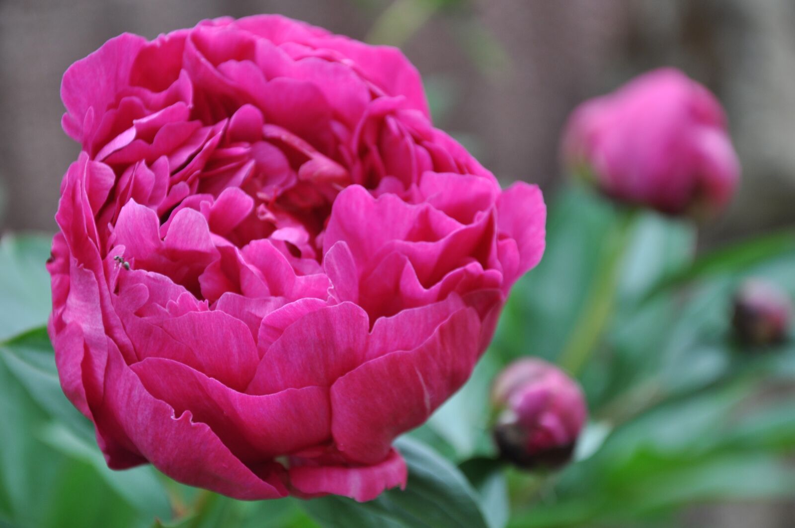 Nikon D90 sample photo. Peony, flower, blossom photography