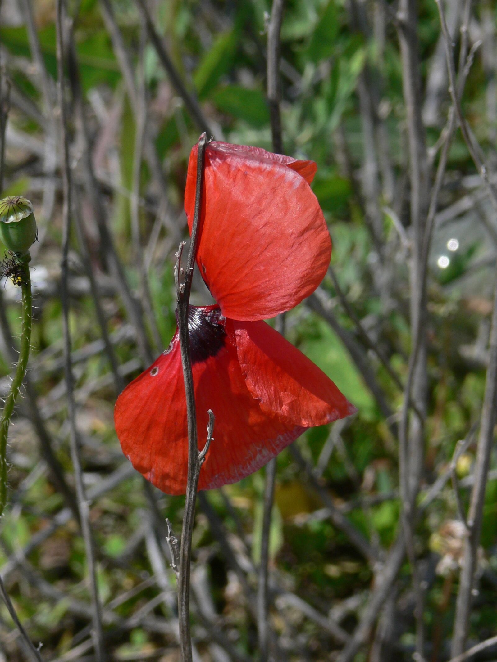 Panasonic DMC-FZ30 sample photo. Poppy, poppy flower, red photography