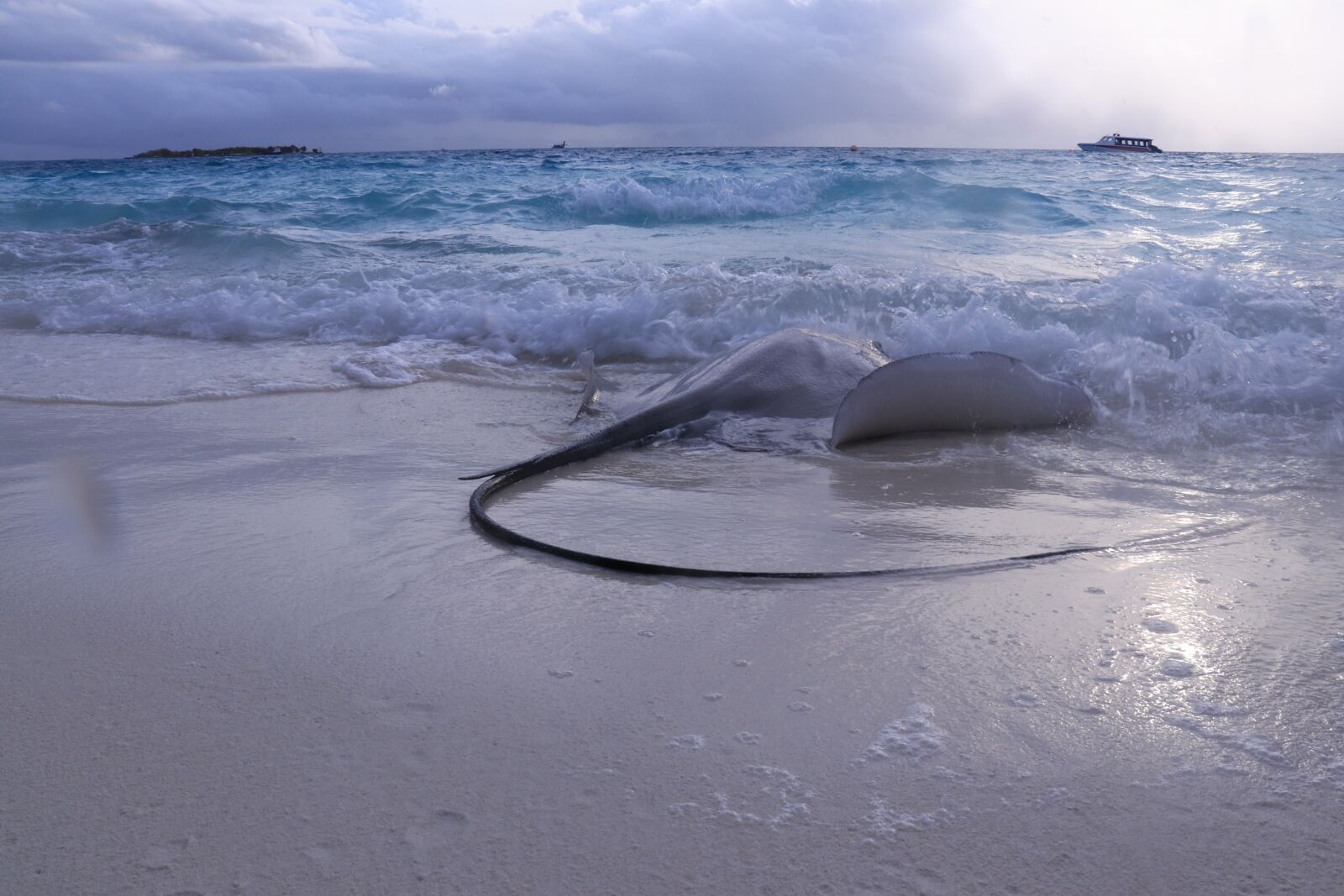 Canon EOS 800D (EOS Rebel T7i / EOS Kiss X9i) sample photo. Stingray, fish, beach photography