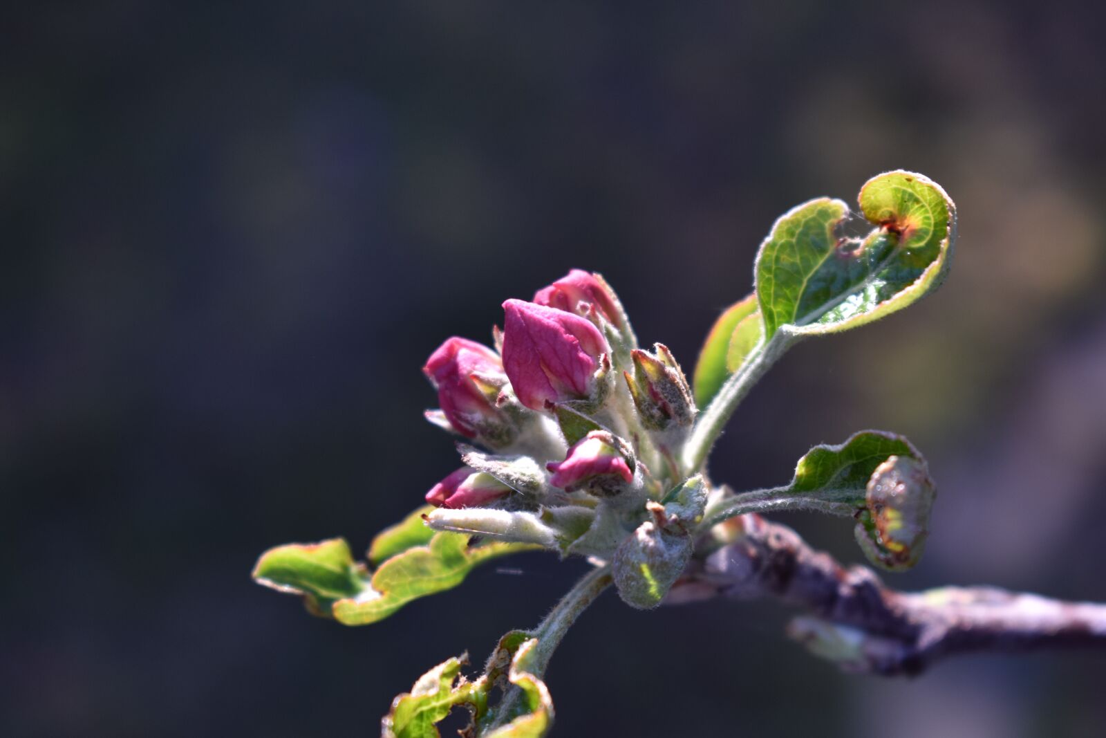 Nikon D3400 sample photo. Apple tree, blossom, bloom photography