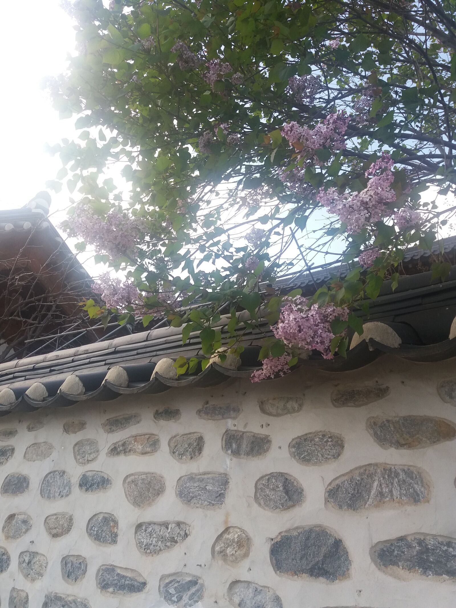 Samsung Galaxy J5(2016) sample photo. Hanok, fence, spring photography
