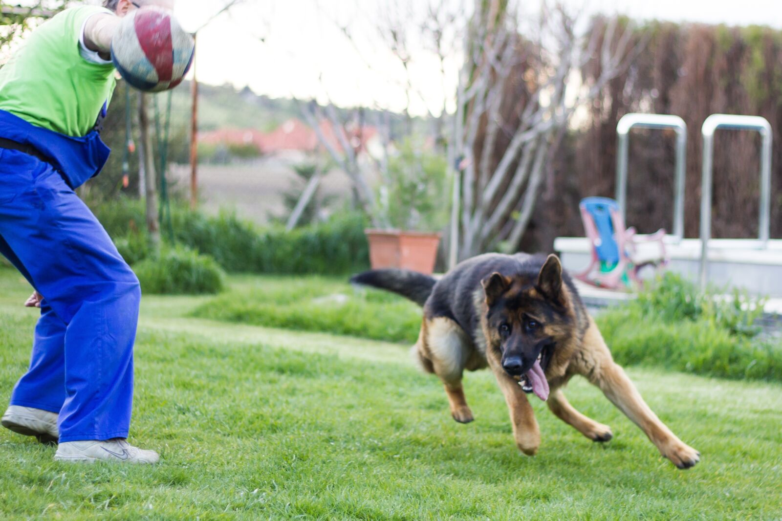 Canon EOS 550D (EOS Rebel T2i / EOS Kiss X4) sample photo. German shepherd, dog, dogs photography