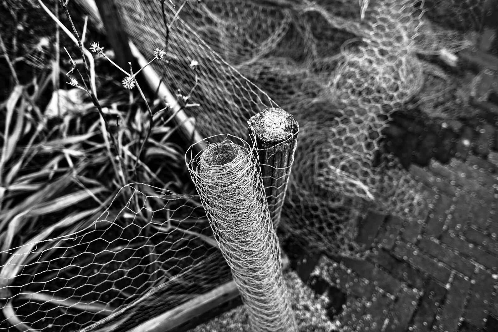 Nikon D750 sample photo. Chicken wire, netting, wire photography