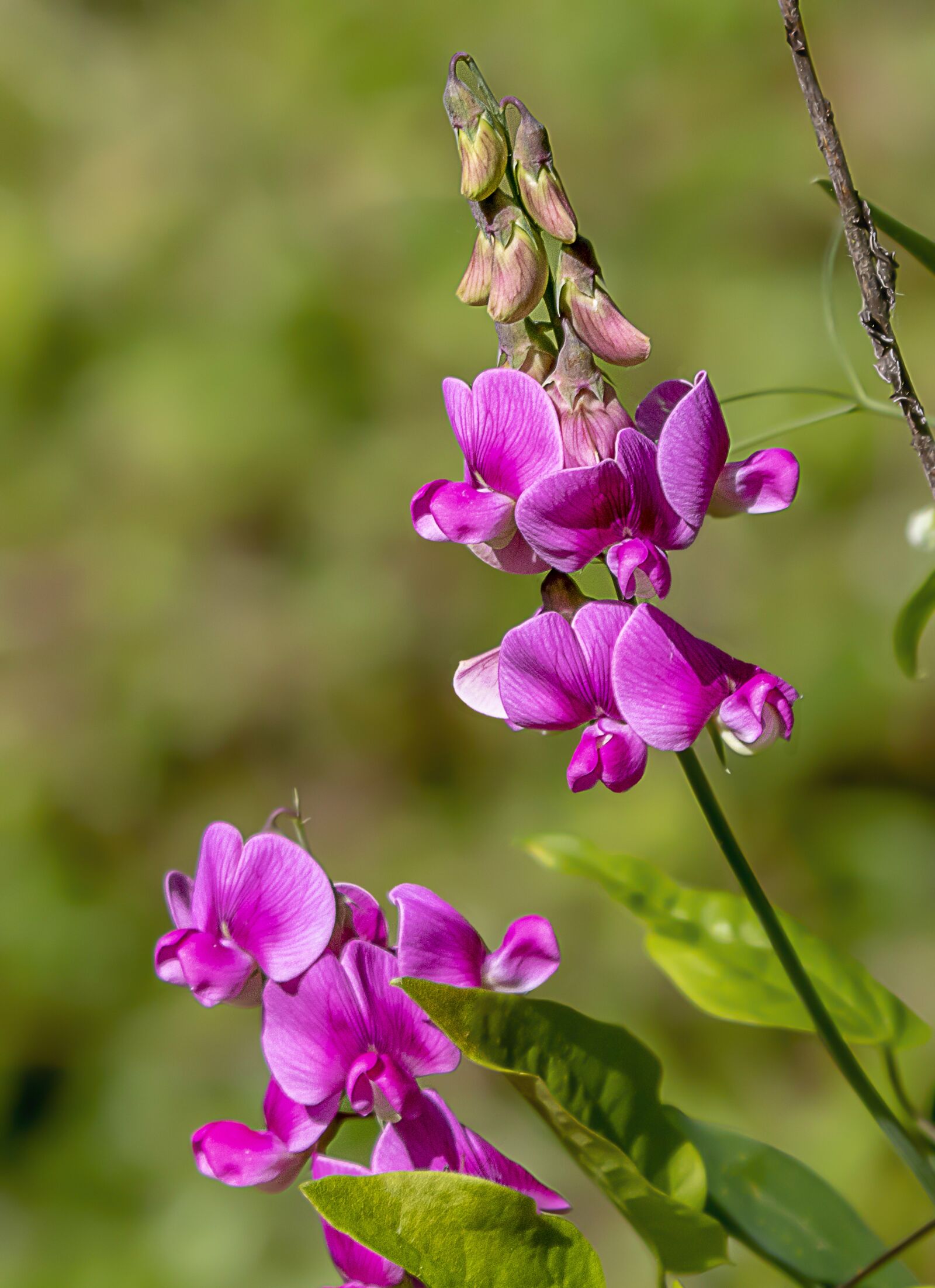 Sigma 100-400mm F5-6.3 DG OS HSM sample photo. Flower, petals, buds photography