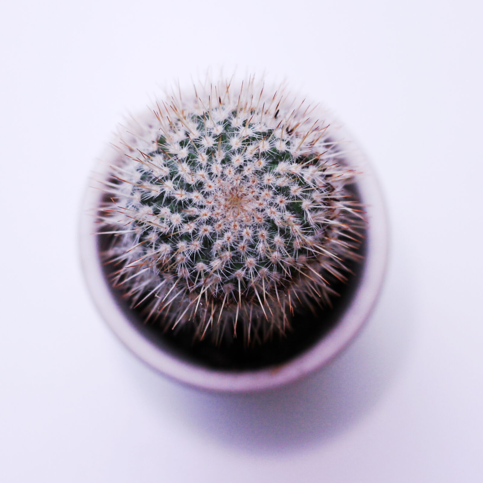 Canon EOS 50D + Canon EF 50mm F1.8 STM sample photo. Blur, botanical, bright, cactus photography