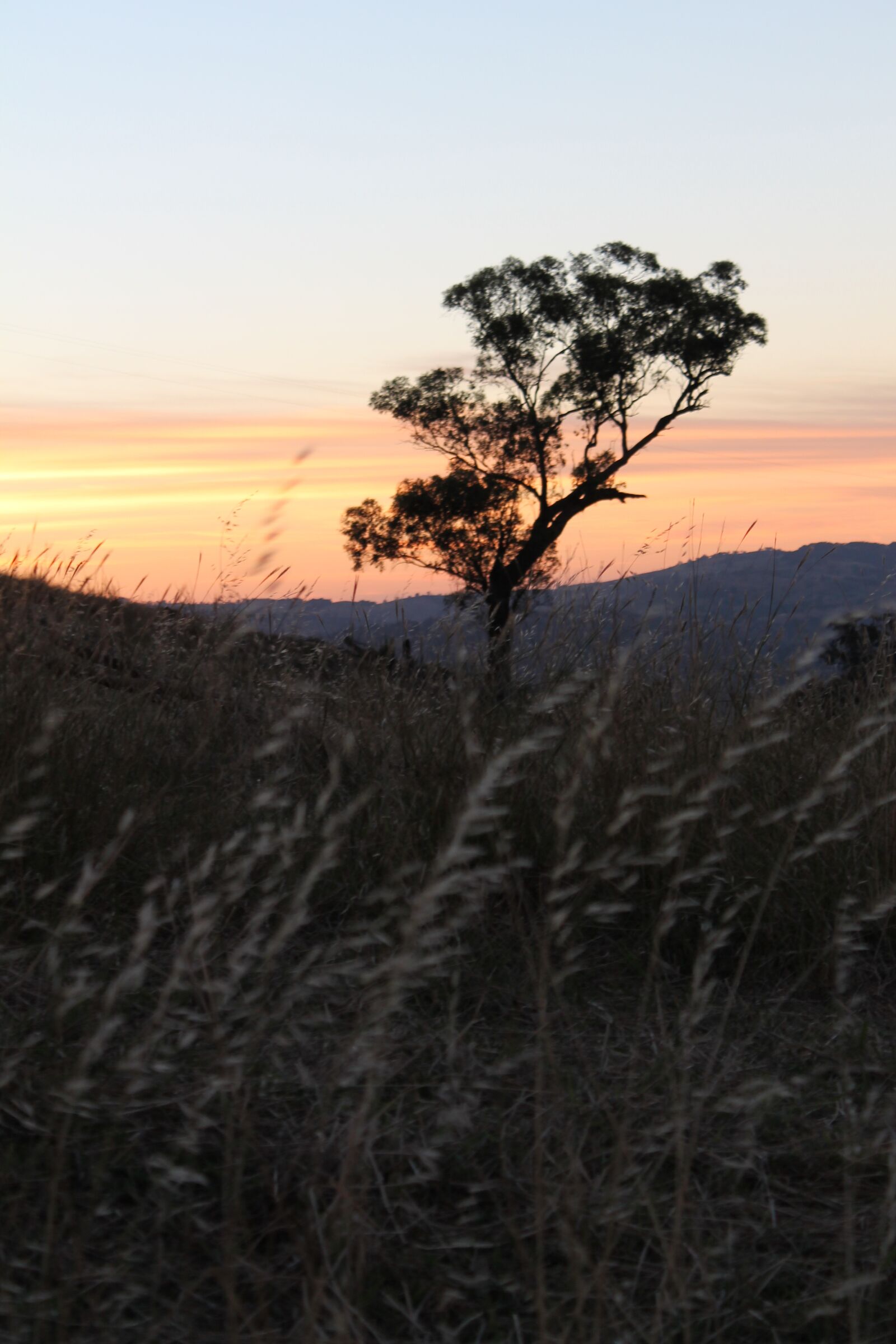 Canon EF-S 18-55mm F3.5-5.6 III sample photo. Sunset, wheat, landscape photography
