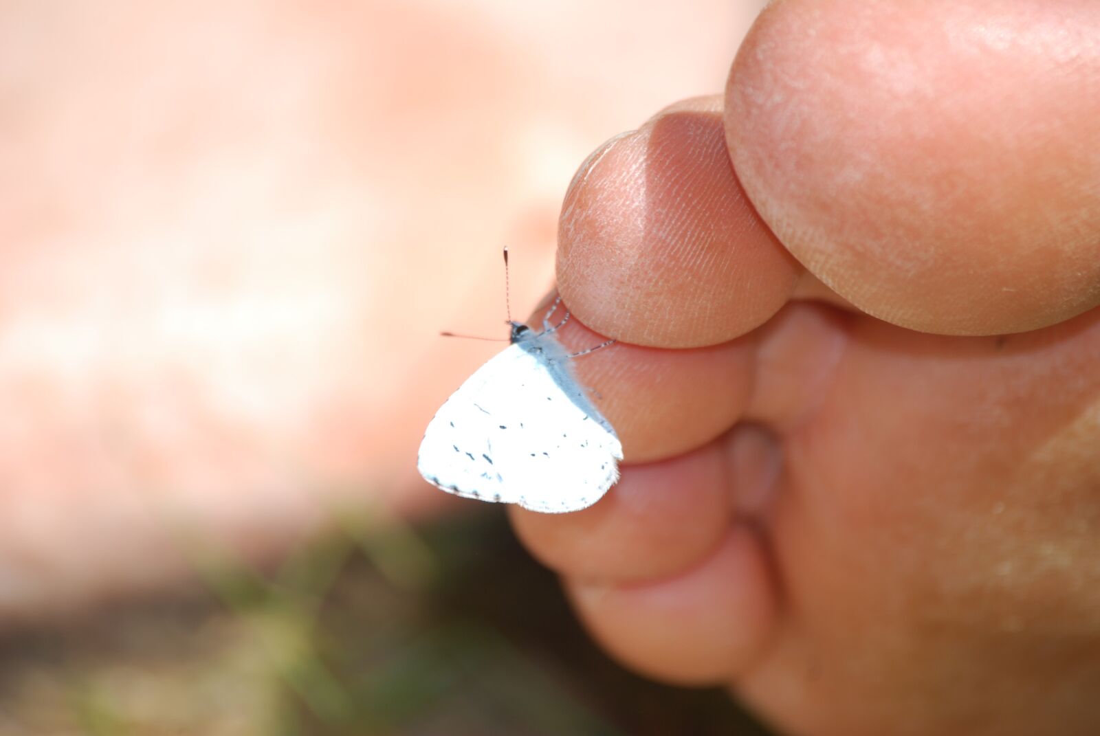 Nikon D40X sample photo. Butterfly, foot, toe photography