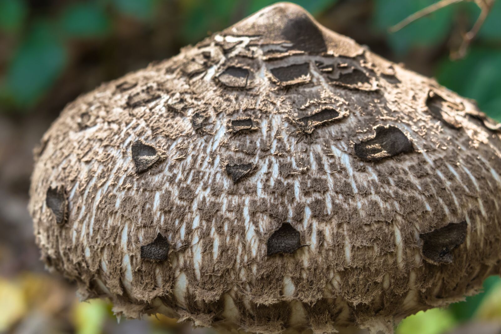 Canon PowerShot G3 X sample photo. Parasol, schirmling, mushroom photography
