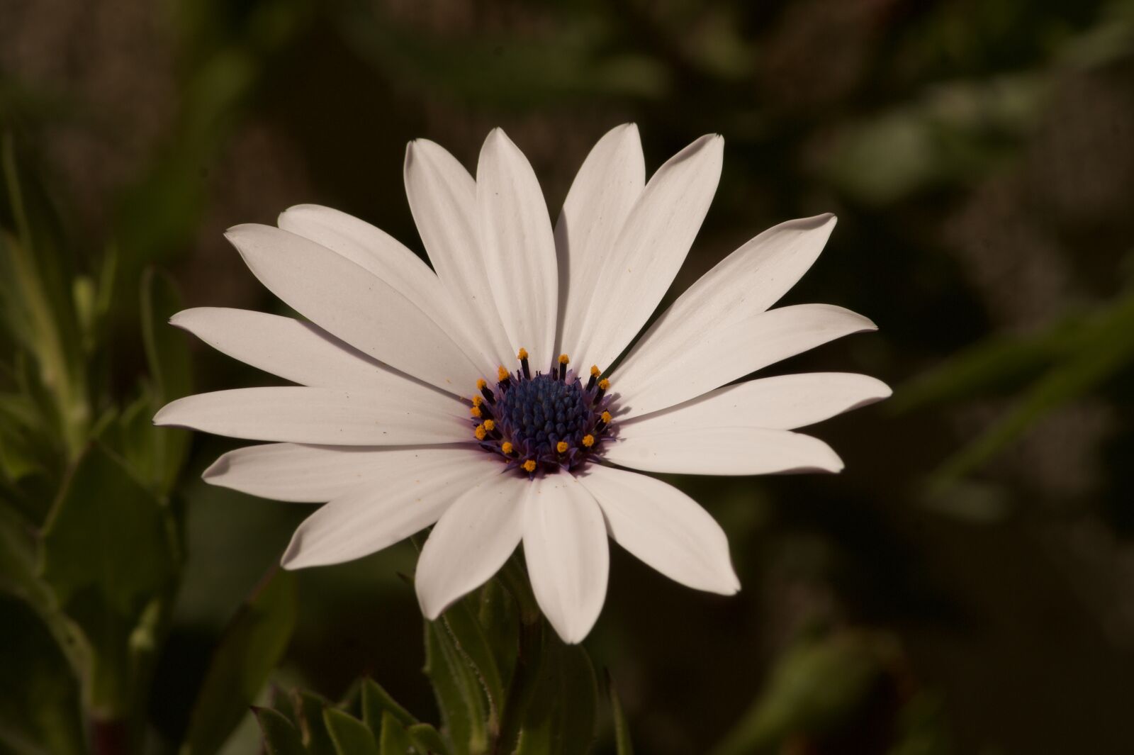 Sony SLT-A58 + Sony DT 55-200mm F4-5.6 SAM sample photo. White flower, flower, flower photography