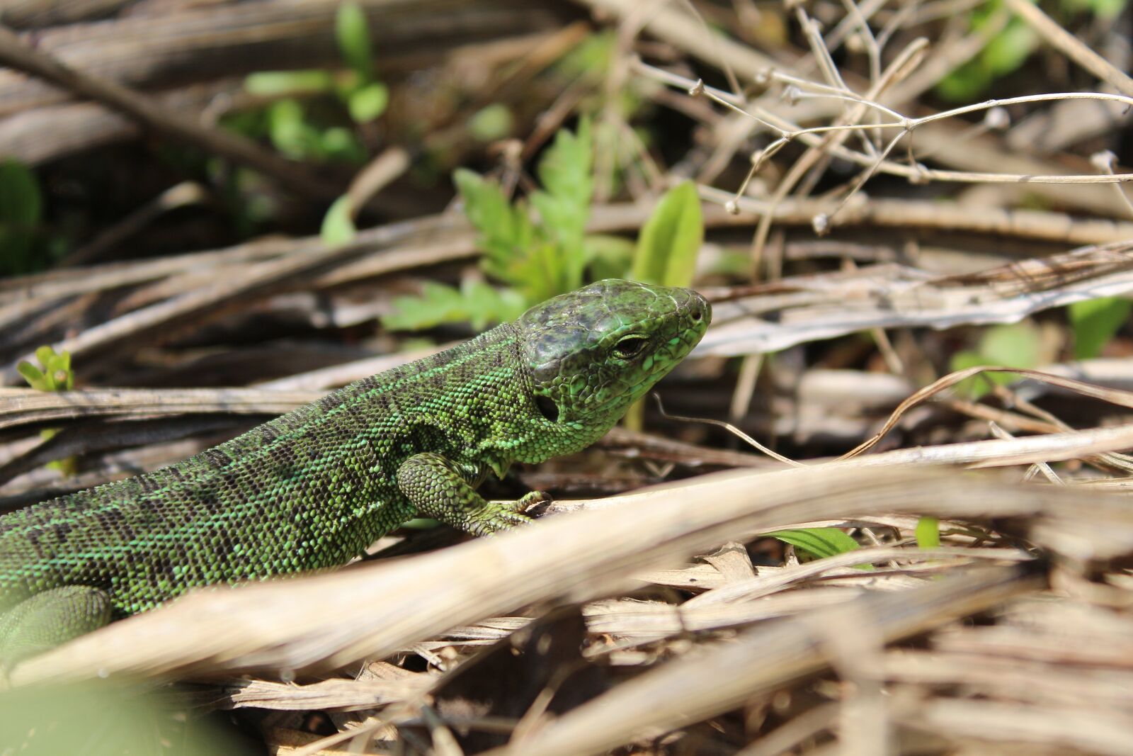 Canon EOS 650D (EOS Rebel T4i / EOS Kiss X6i) sample photo. Wildlife, lizard, krupnyj plan photography