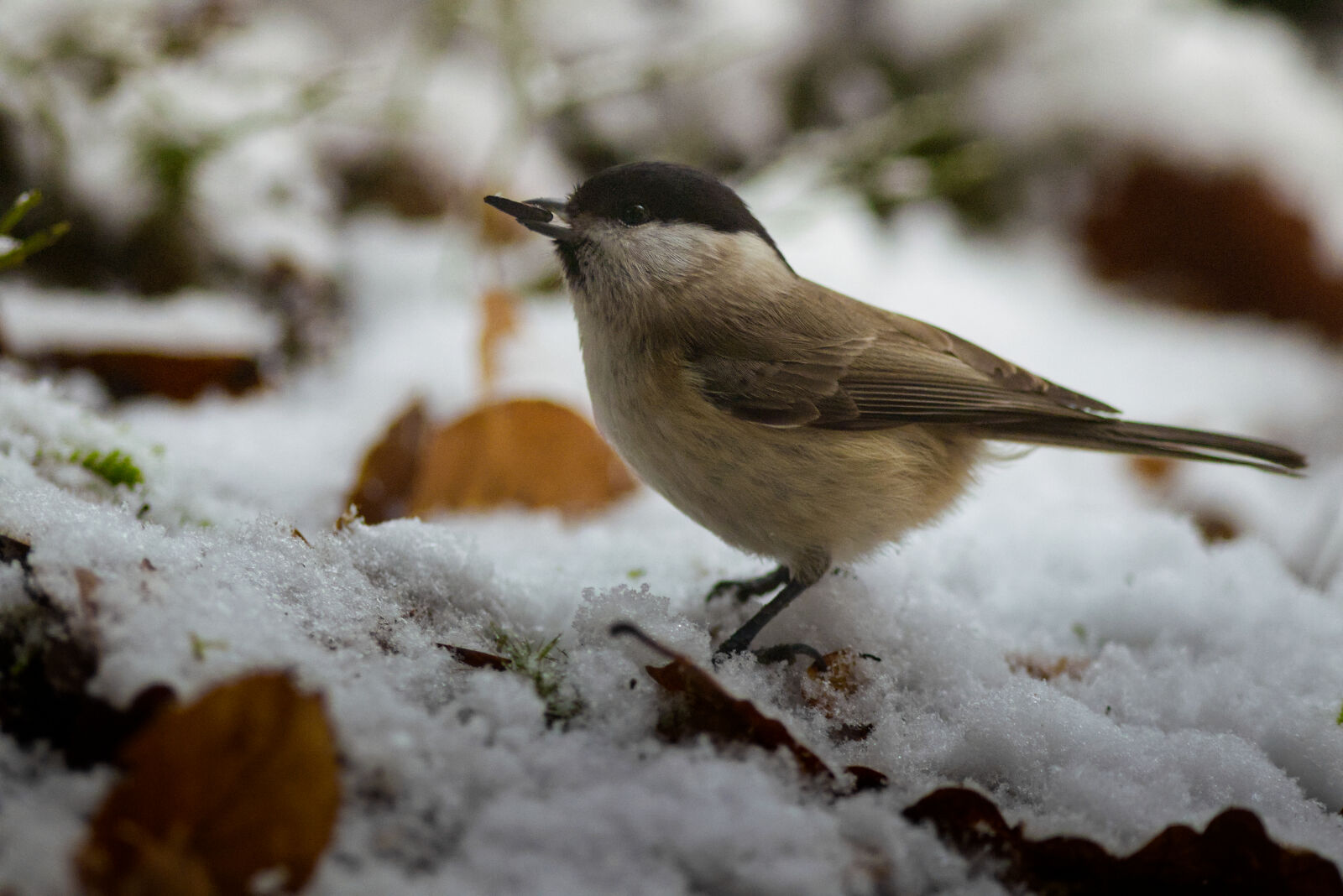 Canon EOS M50 Mark II (EOS Kiss M2) sample photo. Marsh tit photography