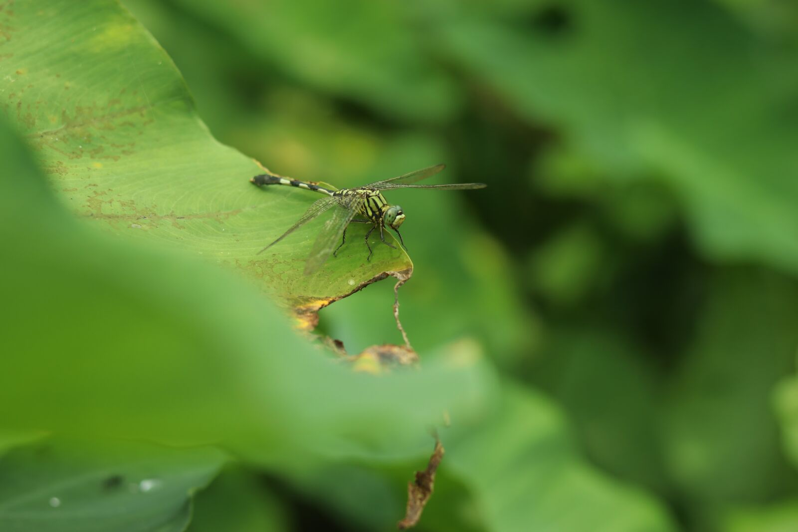 Canon EF 50mm F1.8 STM sample photo. Landscape, leaves, nature photography
