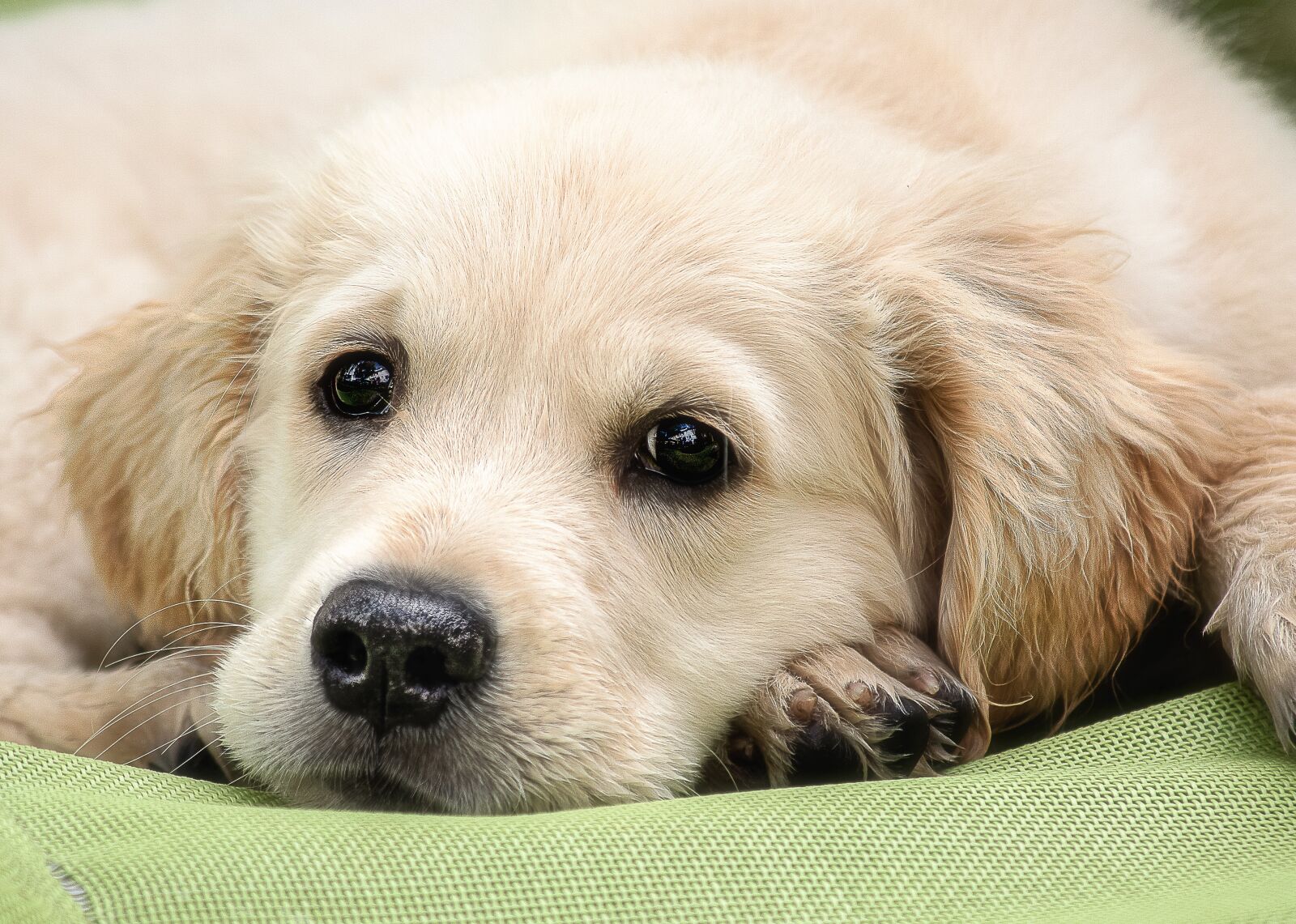 Canon EF 70-300mm F4-5.6 IS USM sample photo. Dog, mammal, animal photography