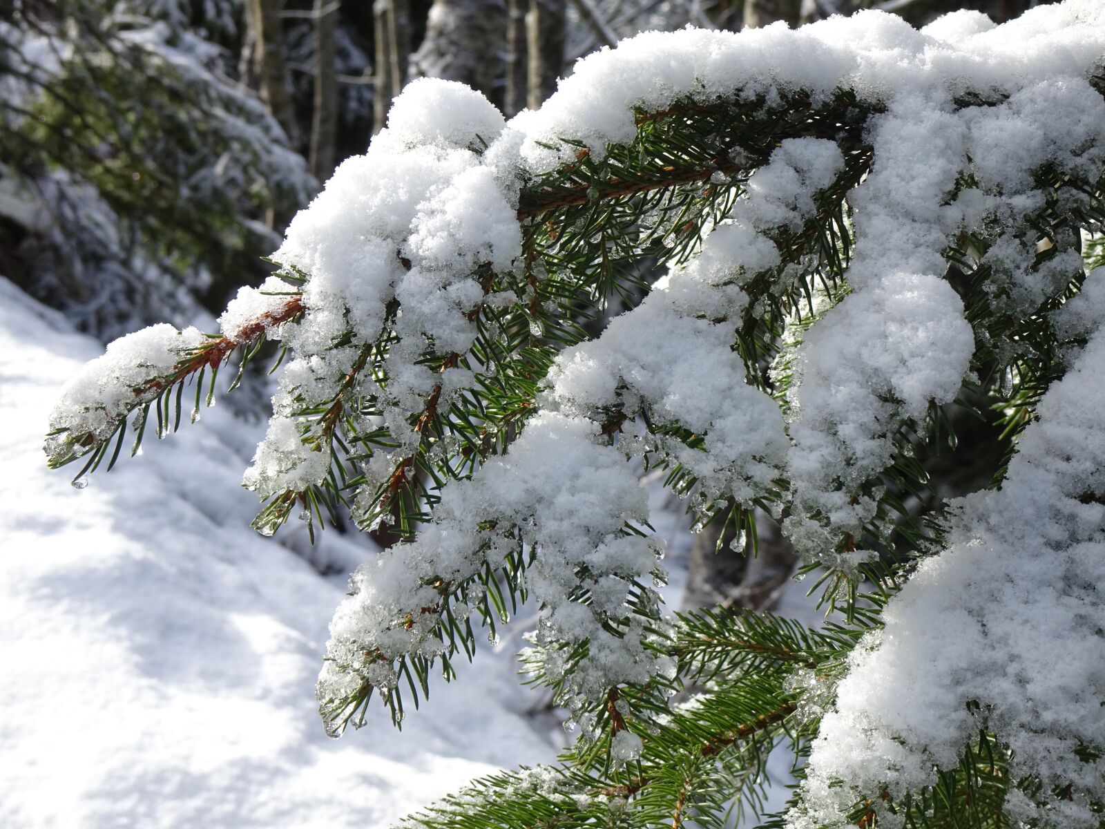Sony Cyber-shot DSC-WX500 sample photo. Snowy, fir tree, holly photography