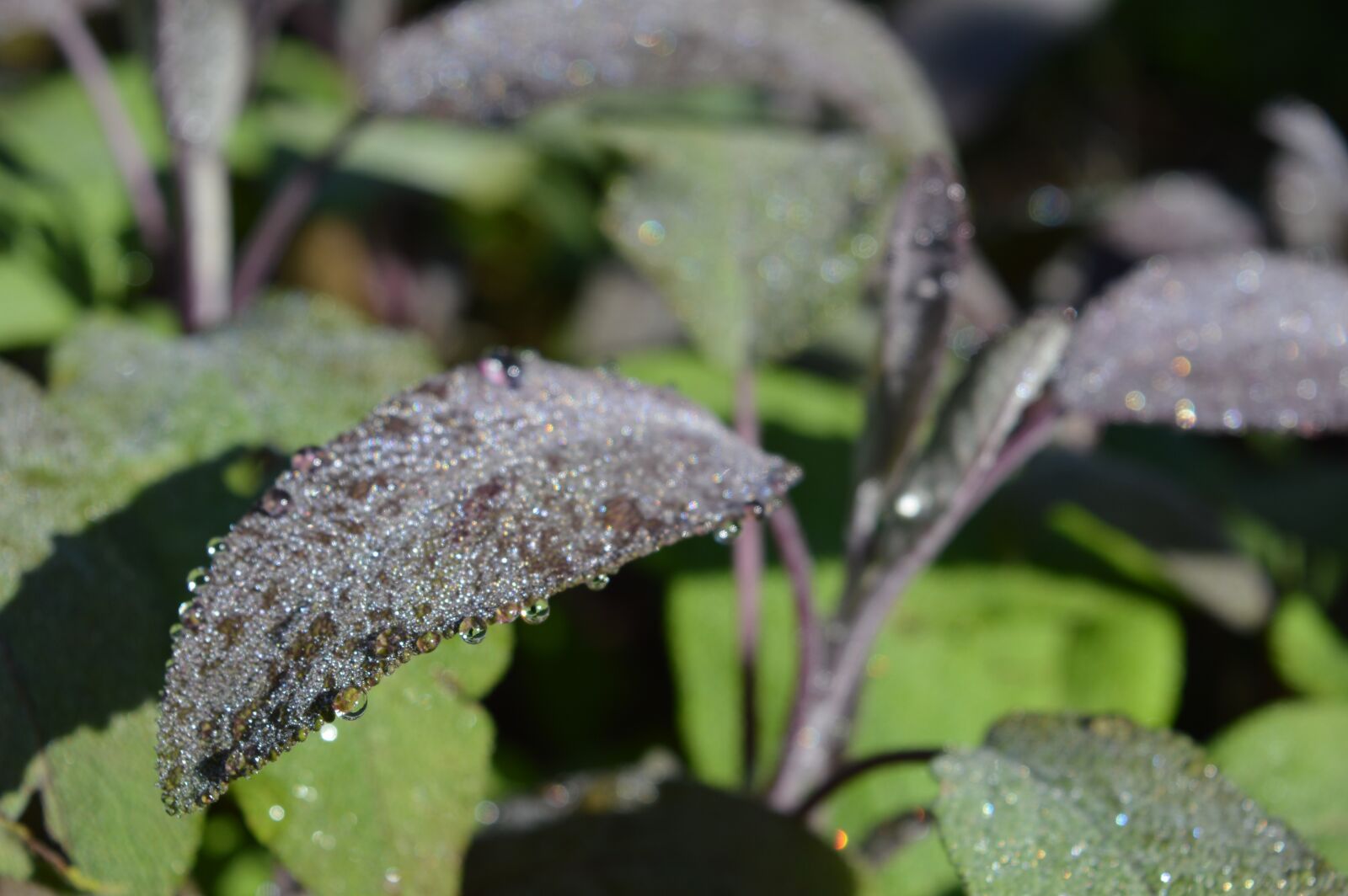 Nikon D3200 sample photo. Herbs, plant, fragrance photography