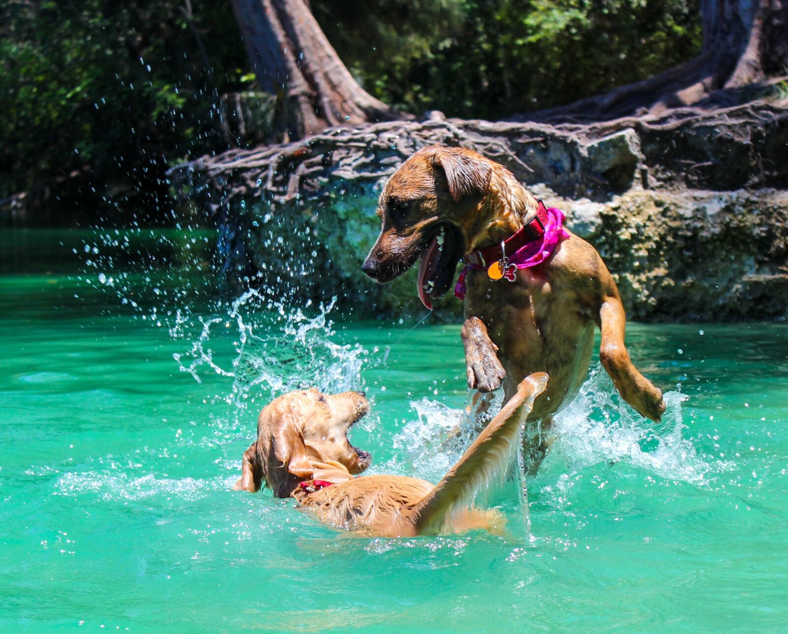 Canon EOS 600D (Rebel EOS T3i / EOS Kiss X5) sample photo. Dog, dog swimming, lake photography
