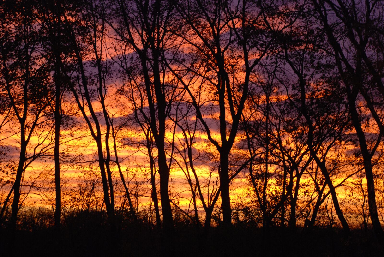 Nikon D80 sample photo. Trees, sunrise, landscape photography