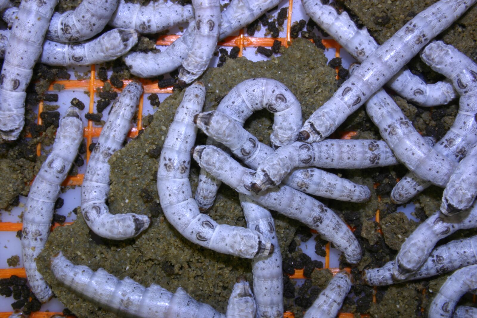 Canon EOS 300D (EOS Digital Rebel / EOS Kiss Digital) sample photo. Silkworm, insect, silk photography