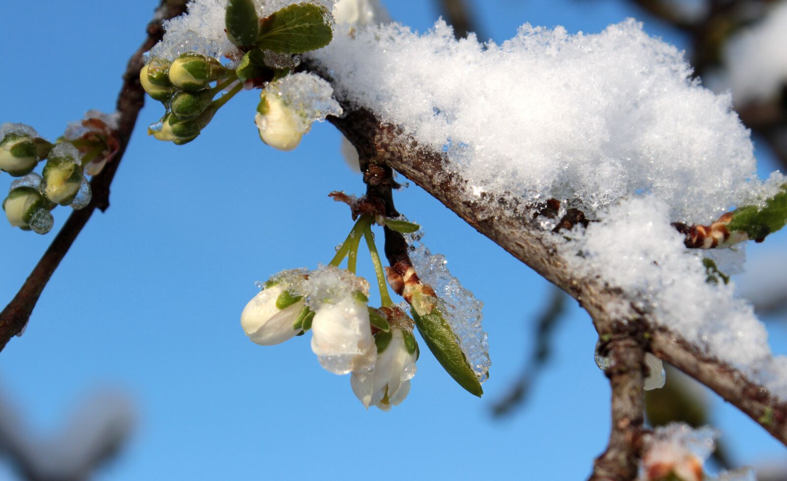 Canon EOS 650D (EOS Rebel T4i / EOS Kiss X6i) sample photo. Plum tree, prunus domestica photography
