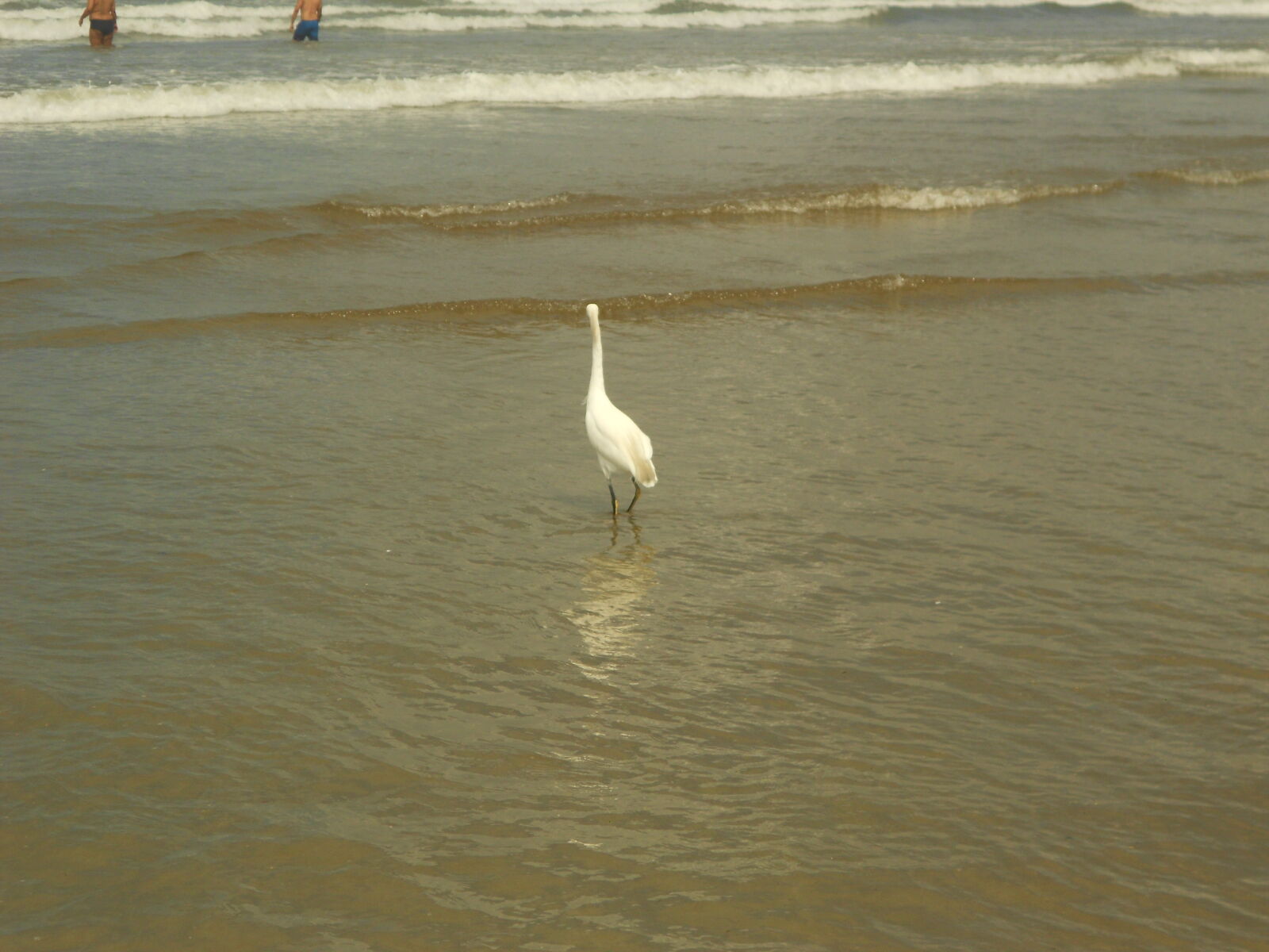 Nikon COOLPIX S2600 sample photo