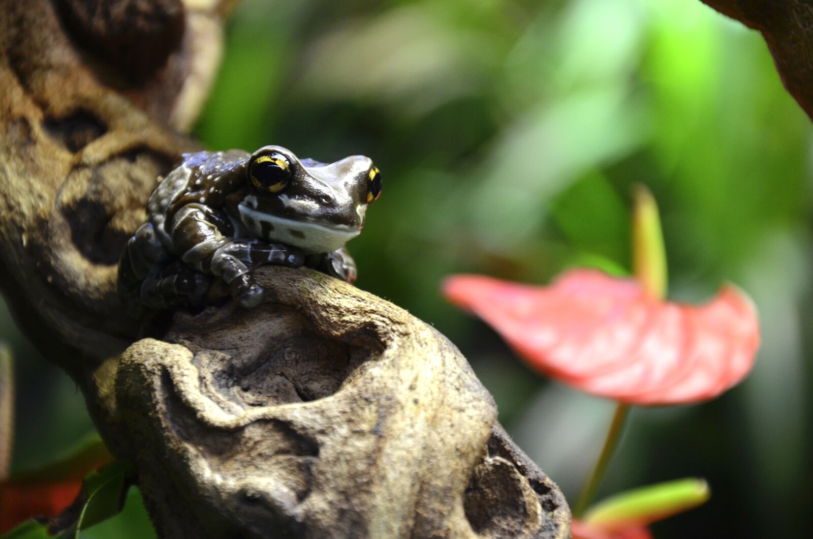 Nikon D5100 sample photo. Frog, terrarium, brown photography