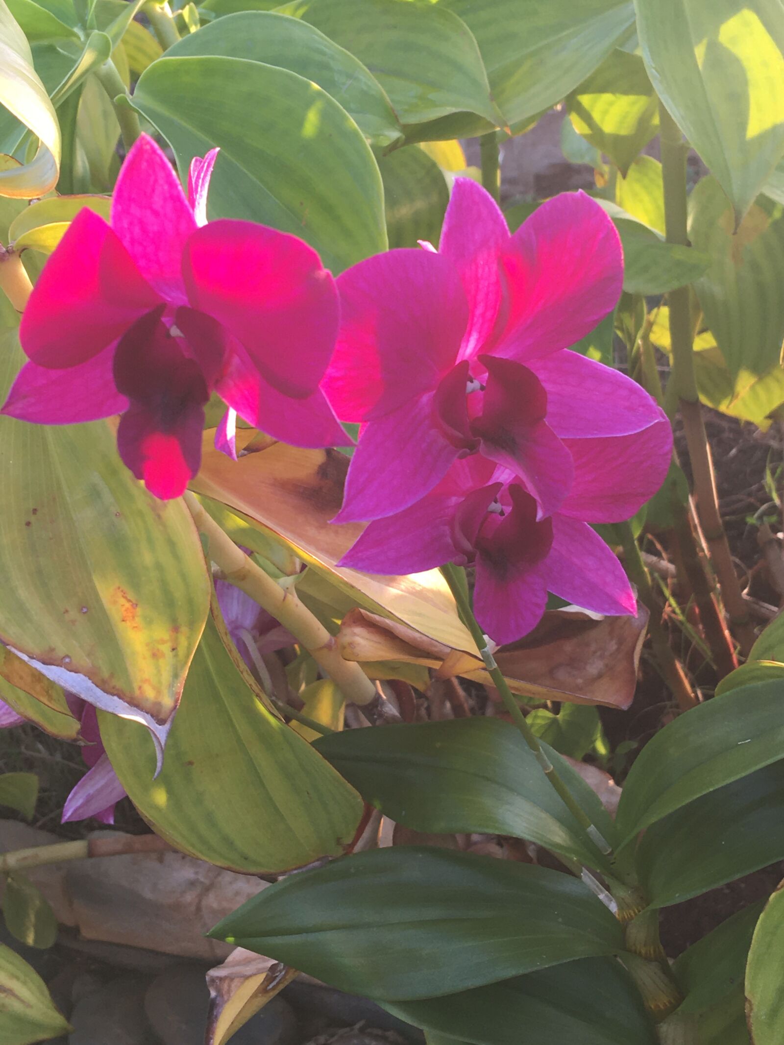 iPhone 6s Plus back camera 4.15mm f/2.2 sample photo. Orchid, flower, plant photography