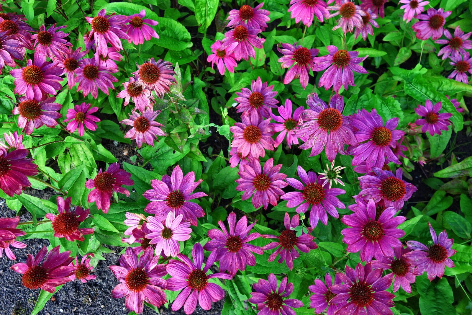 Sony Cyber-shot DSC-RX100 sample photo. Cone flower, purple cone photography