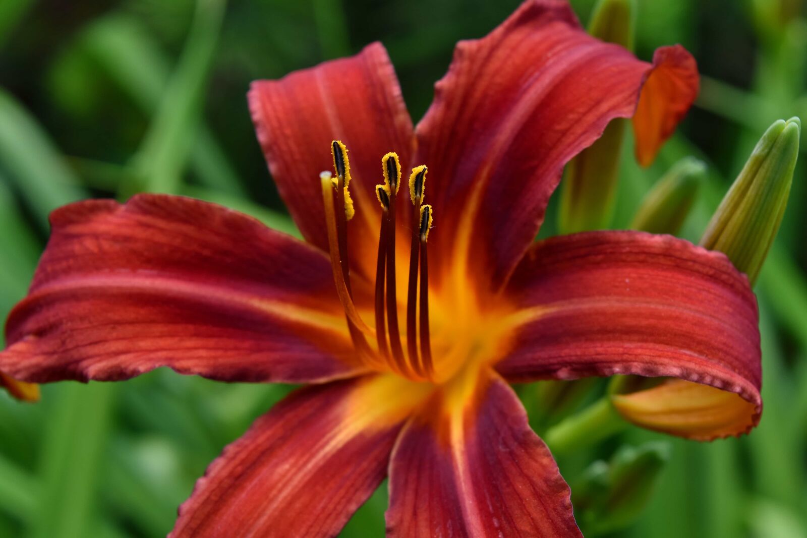 Nikon D5500 sample photo. Plant, lily, summer, flower photography