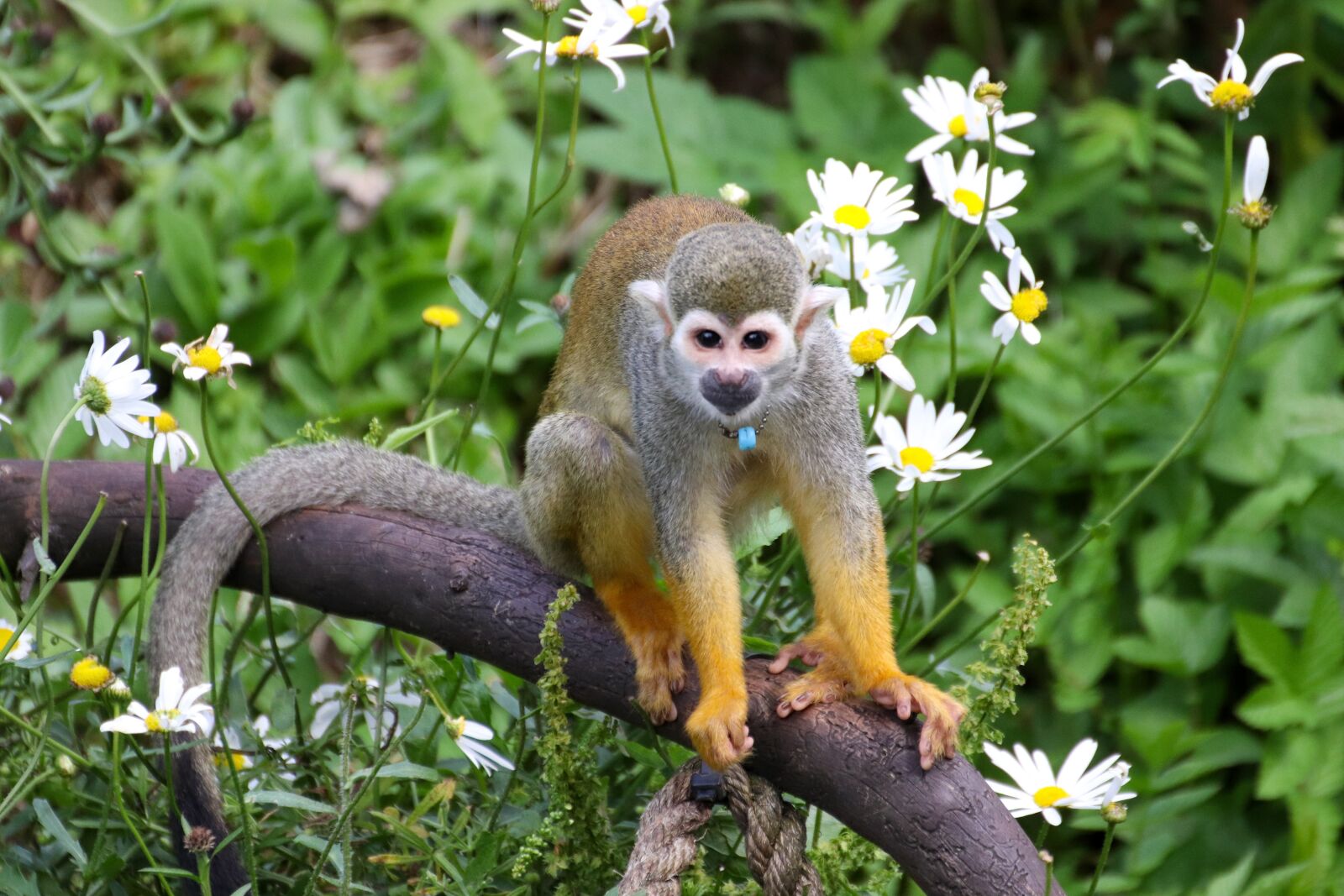Canon EOS 800D (EOS Rebel T7i / EOS Kiss X9i) sample photo. Monkey, funny, animal photography