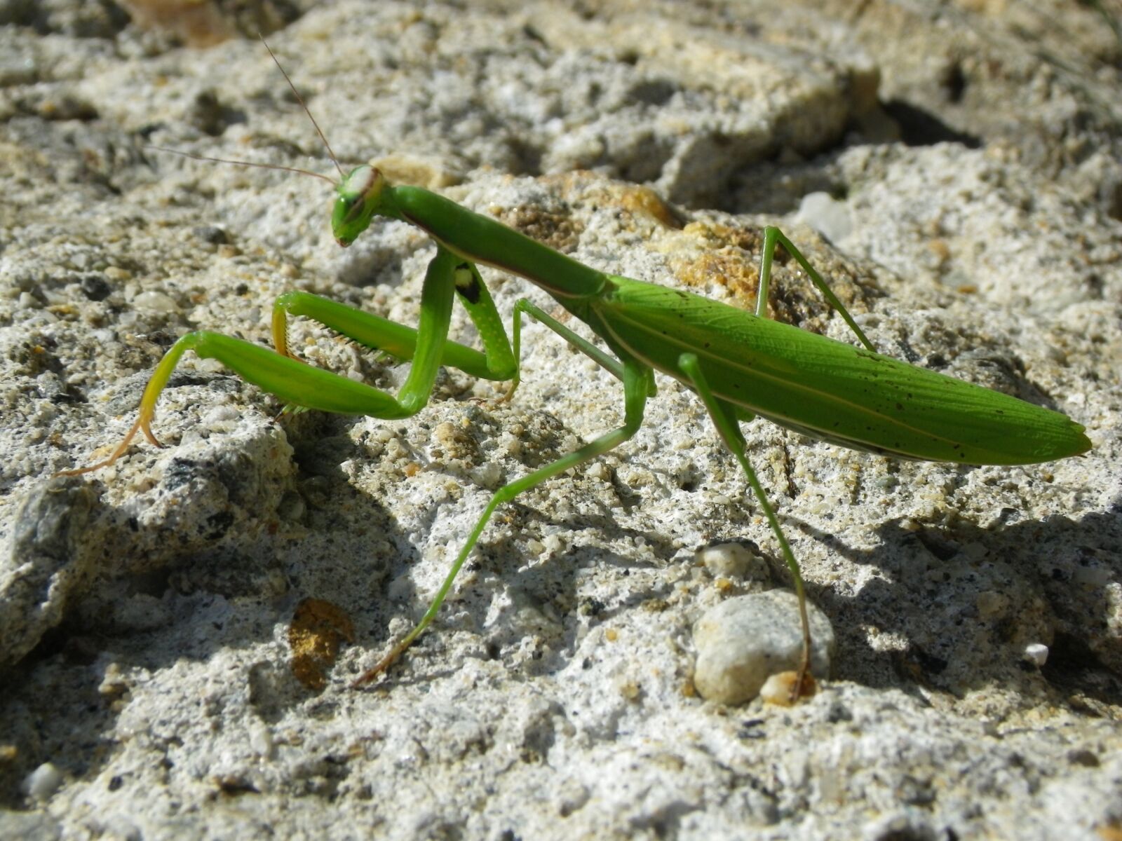 Pentax Optio W90 sample photo. Praying mantis, mantodea, close photography