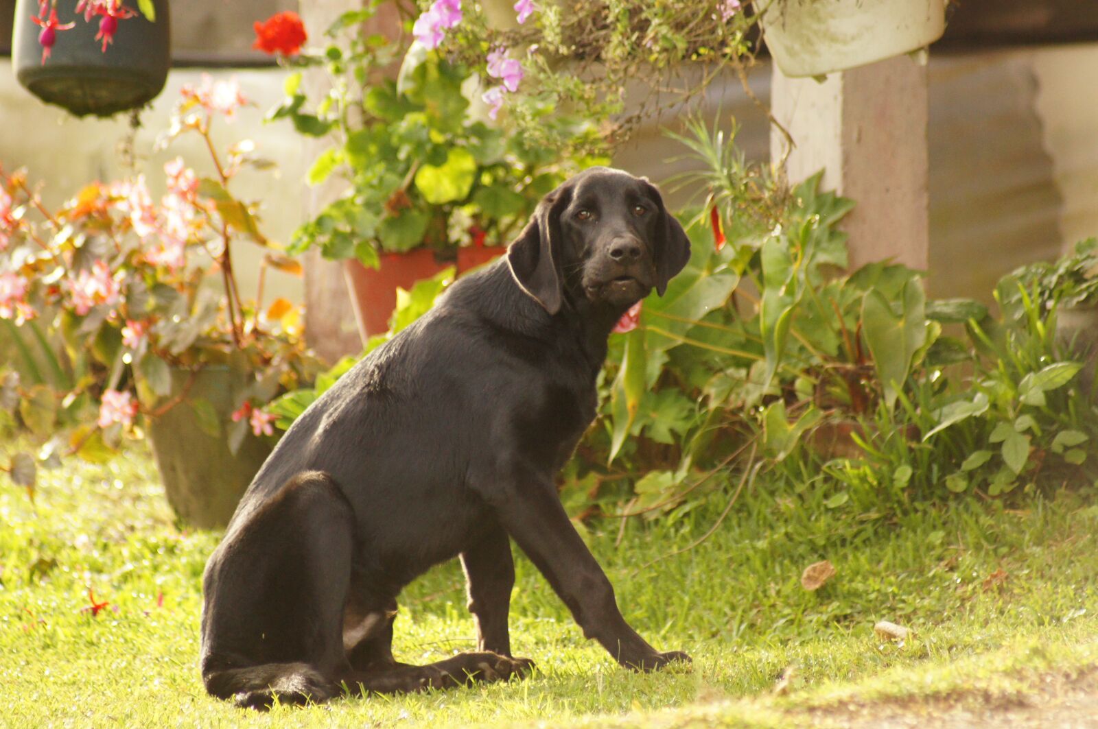 Sony SLT-A55 (SLT-A55V) sample photo. My, dogs, the photography