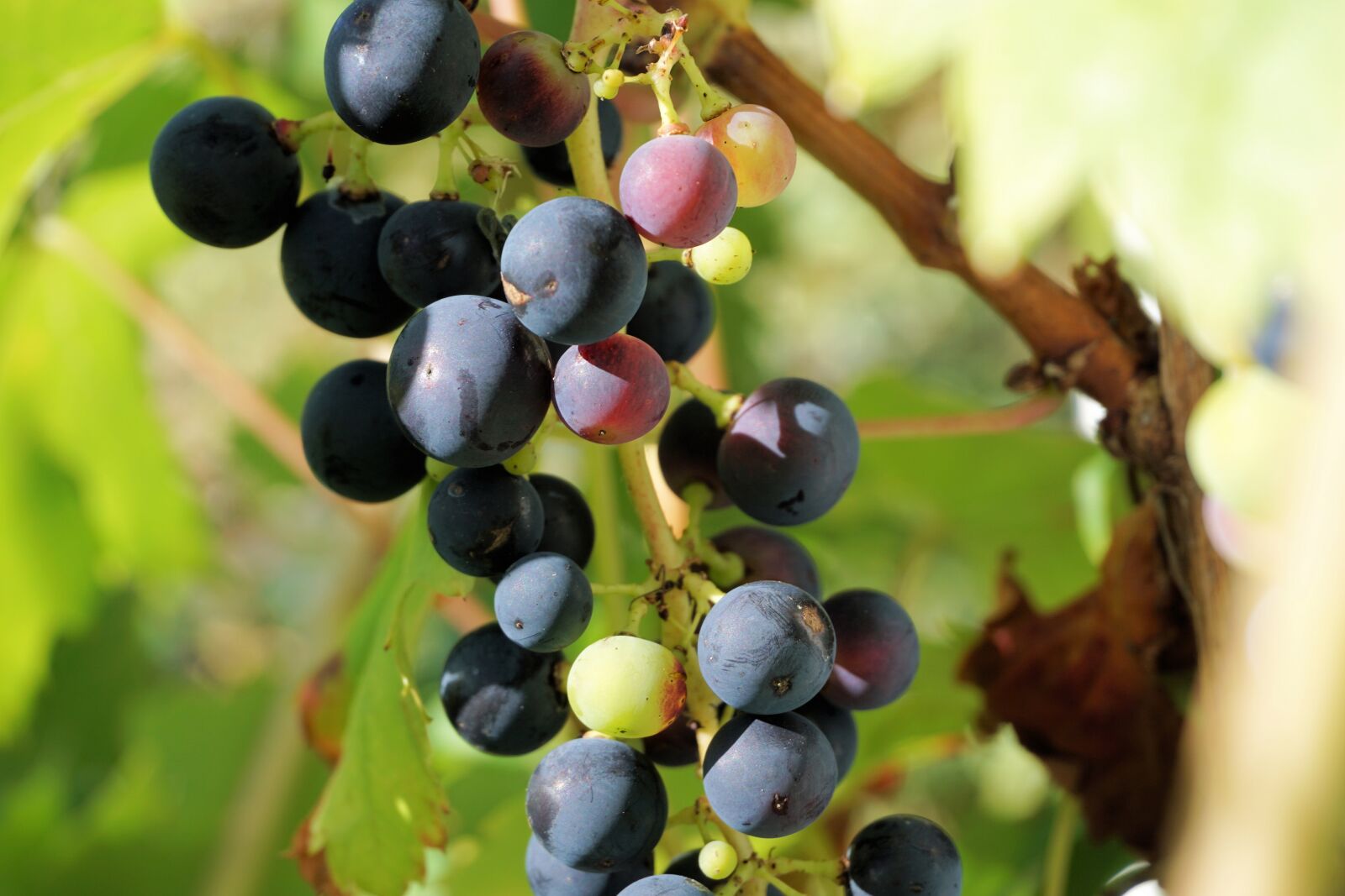 Sony a6000 sample photo. Grapes, winegrowing, grapevine photography
