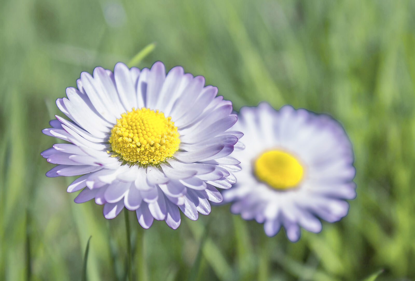 Canon EOS 1100D (EOS Rebel T3 / EOS Kiss X50) sample photo. Daisy, flower, grass photography
