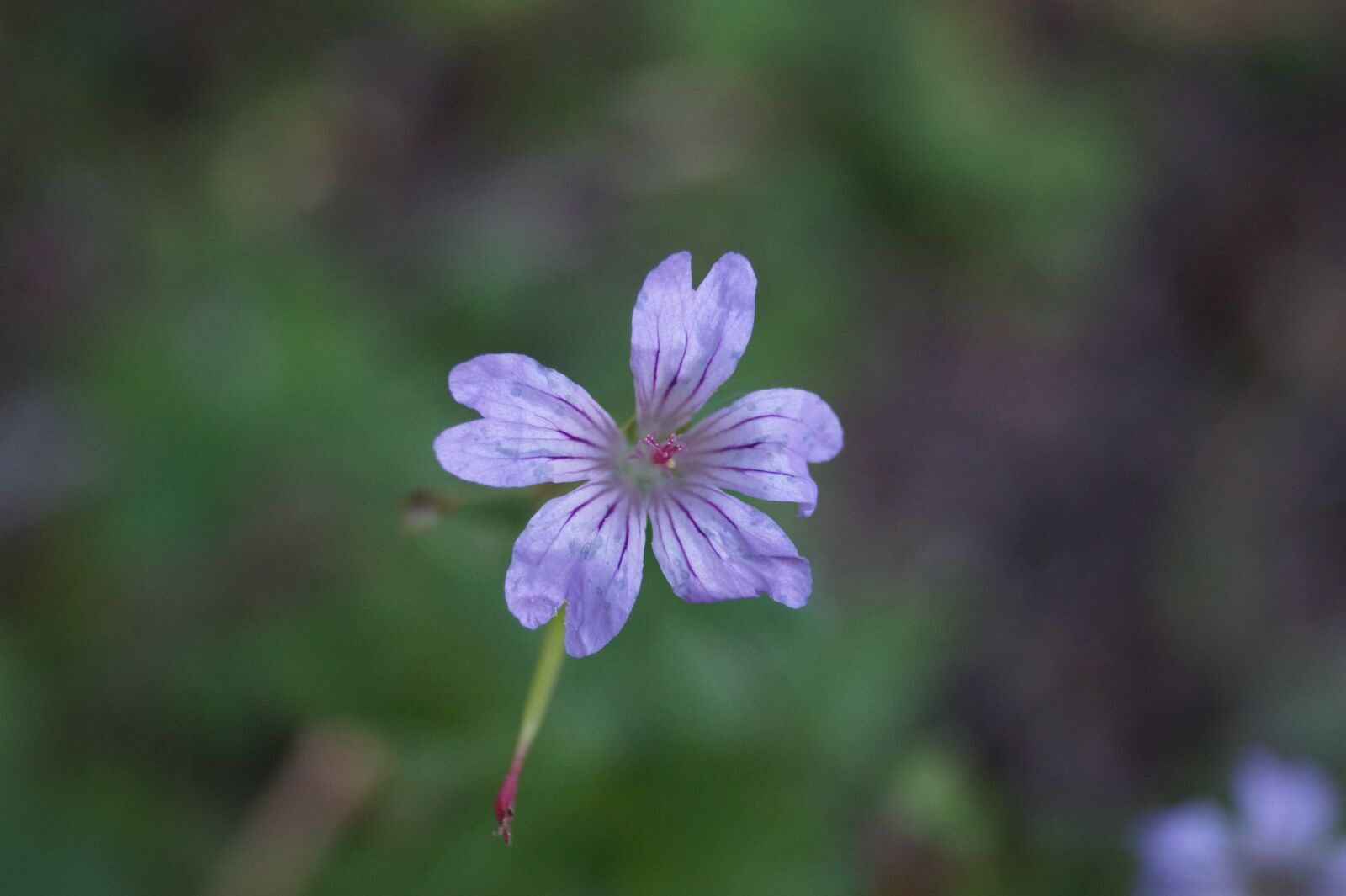 Sony DT 18-55mm F3.5-5.6 SAM II sample photo. Flower, purple flower, wildflower photography