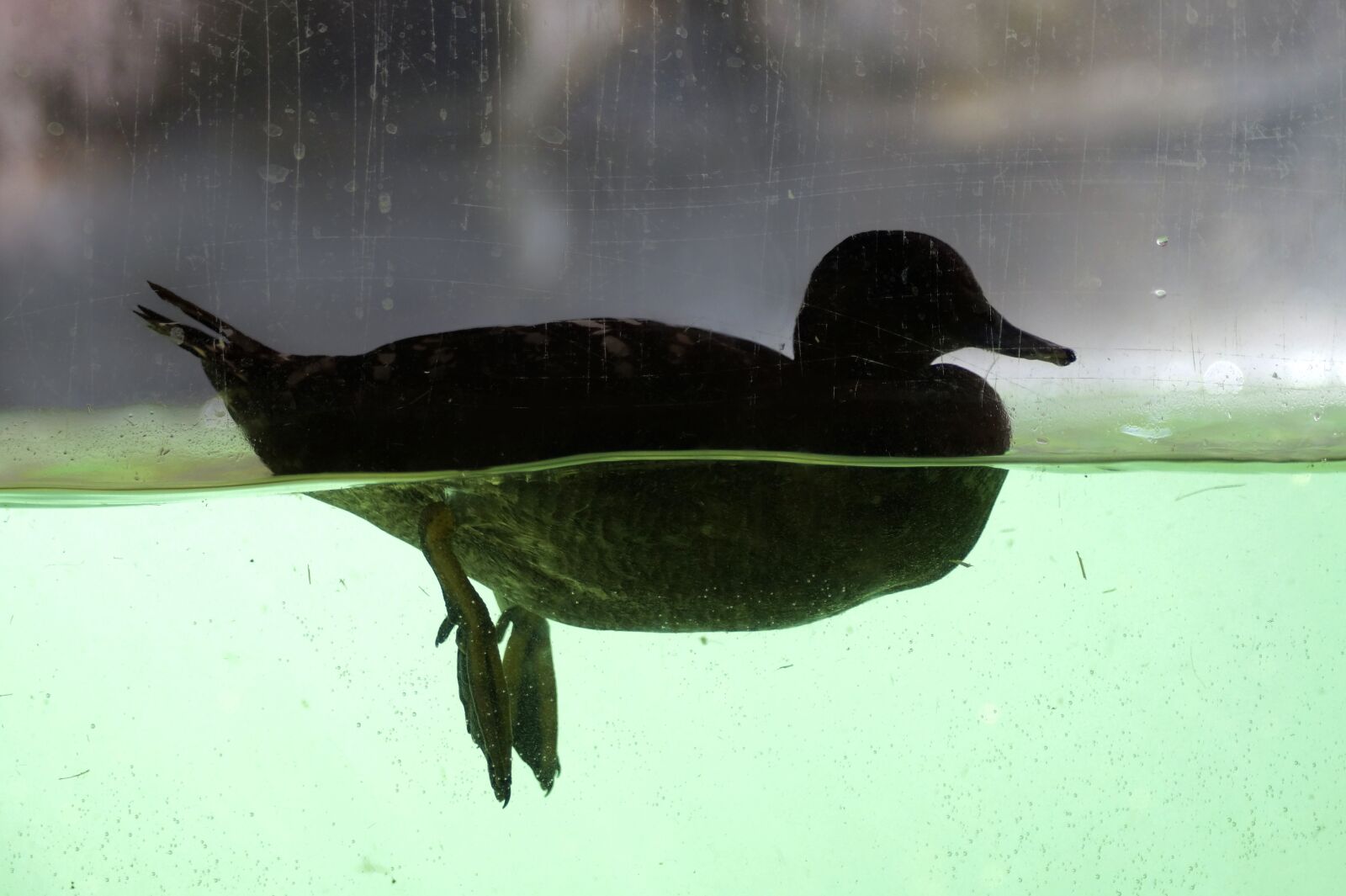 Sony SLT-A58 sample photo. Duck, mallard, underwater photography