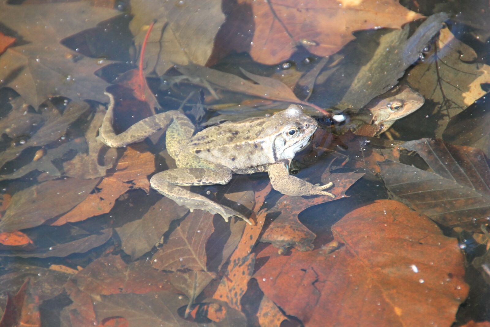 Canon EOS 1100D (EOS Rebel T3 / EOS Kiss X50) sample photo. Frog, water, nature photography
