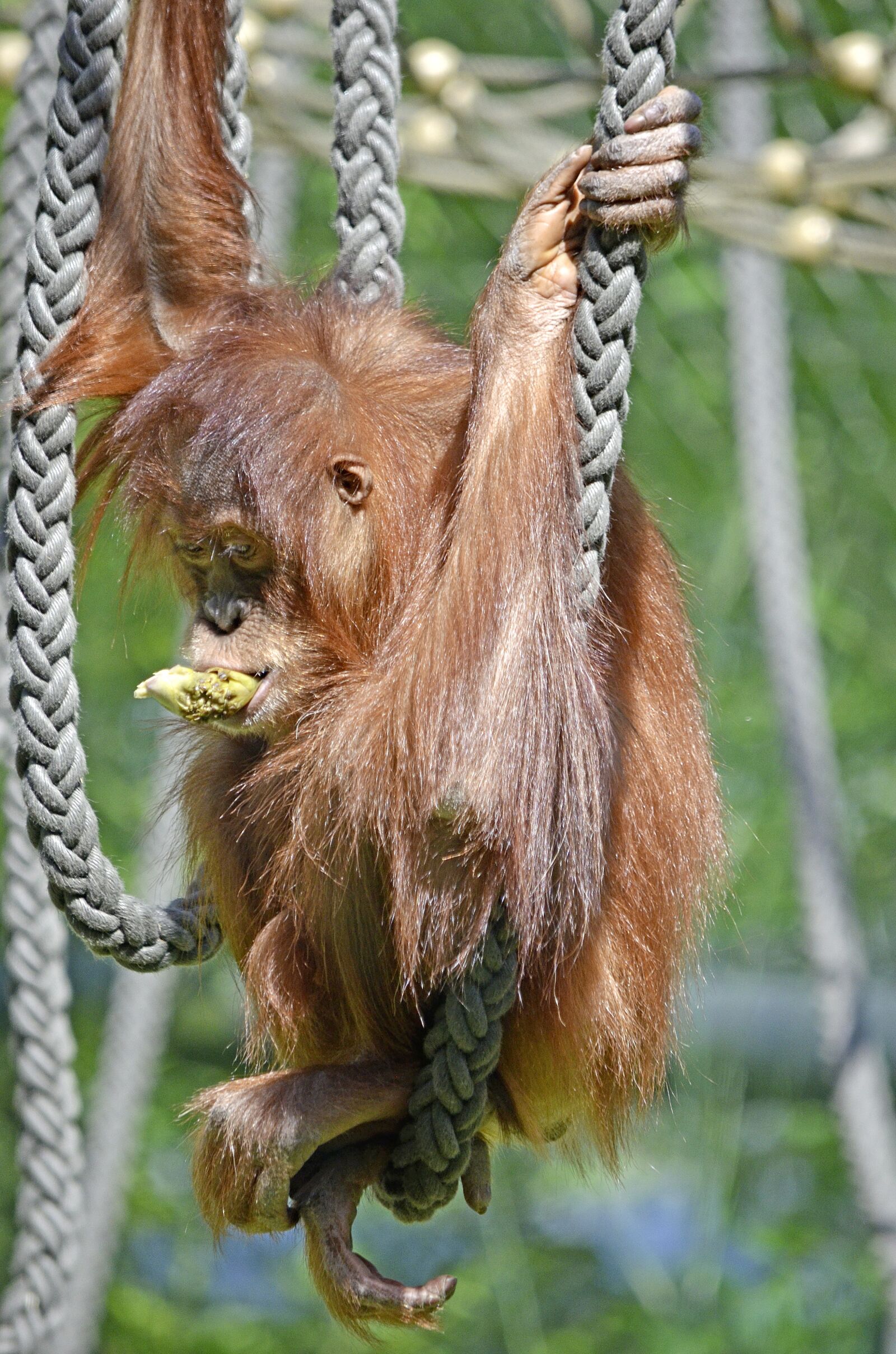Nikon D5100 sample photo. Orang utan, monkey, ape photography