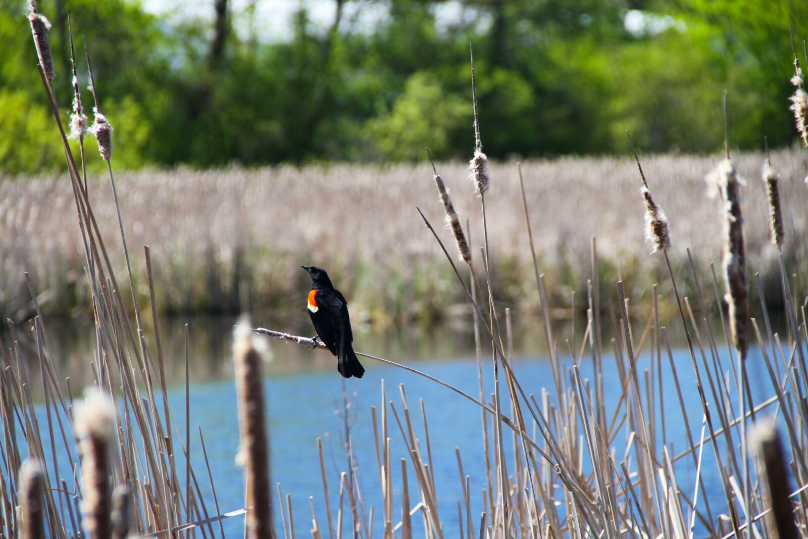 Canon EOS 7D sample photo. Bird, pond, water photography