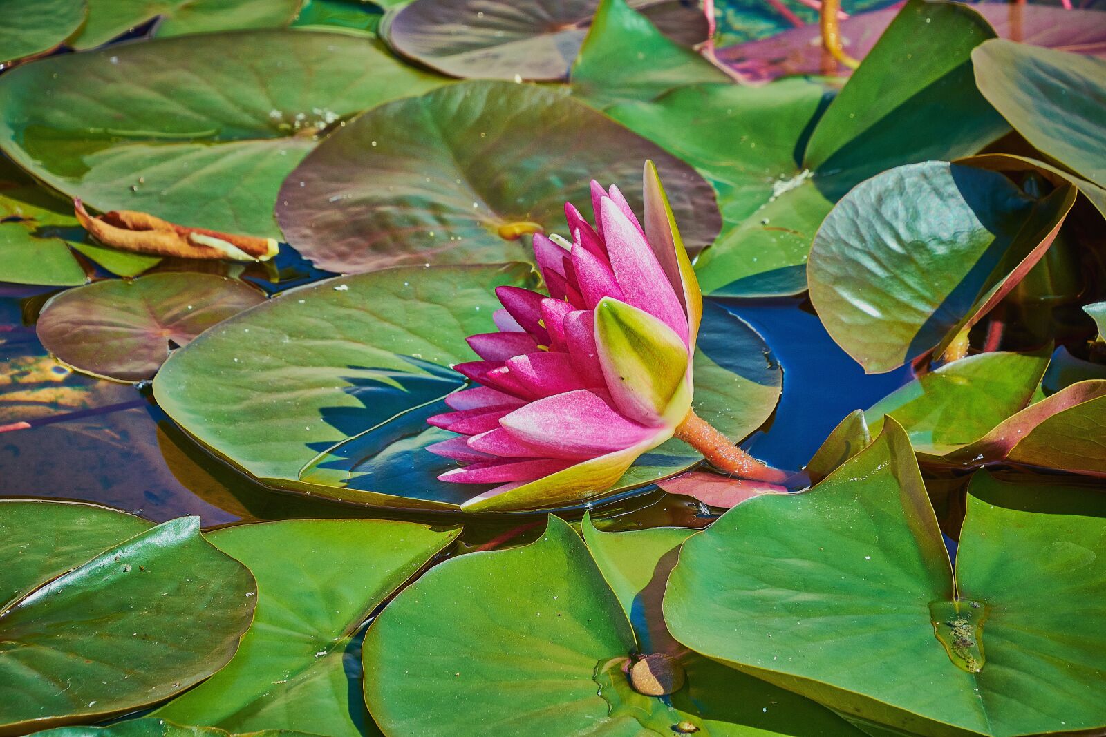 Nikon D7200 sample photo. Water lily, flower, water photography