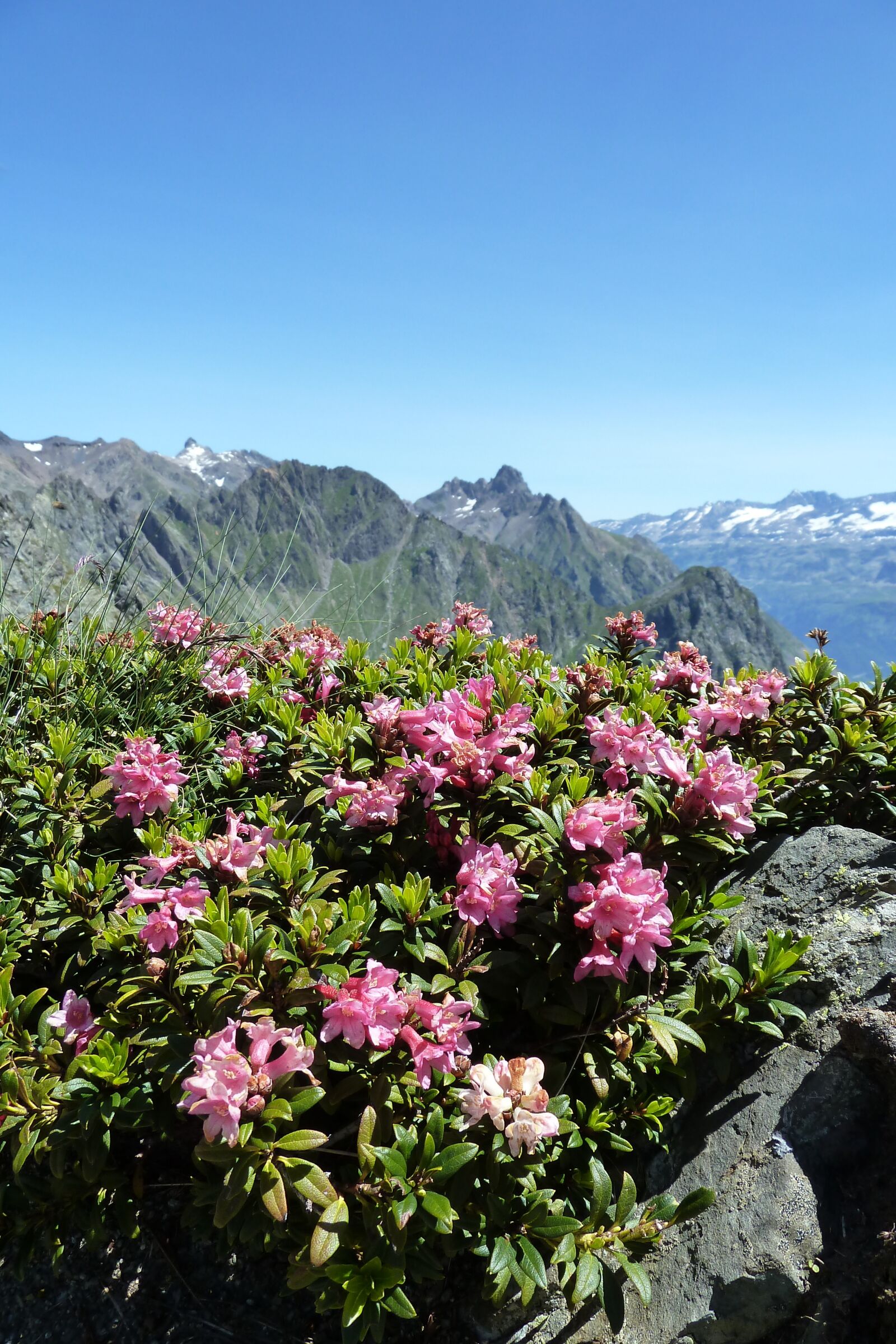 Panasonic Lumix DMC-ZS7 (Lumix DMC-TZ10) sample photo. Rhododendron, belladonna, mountain photography