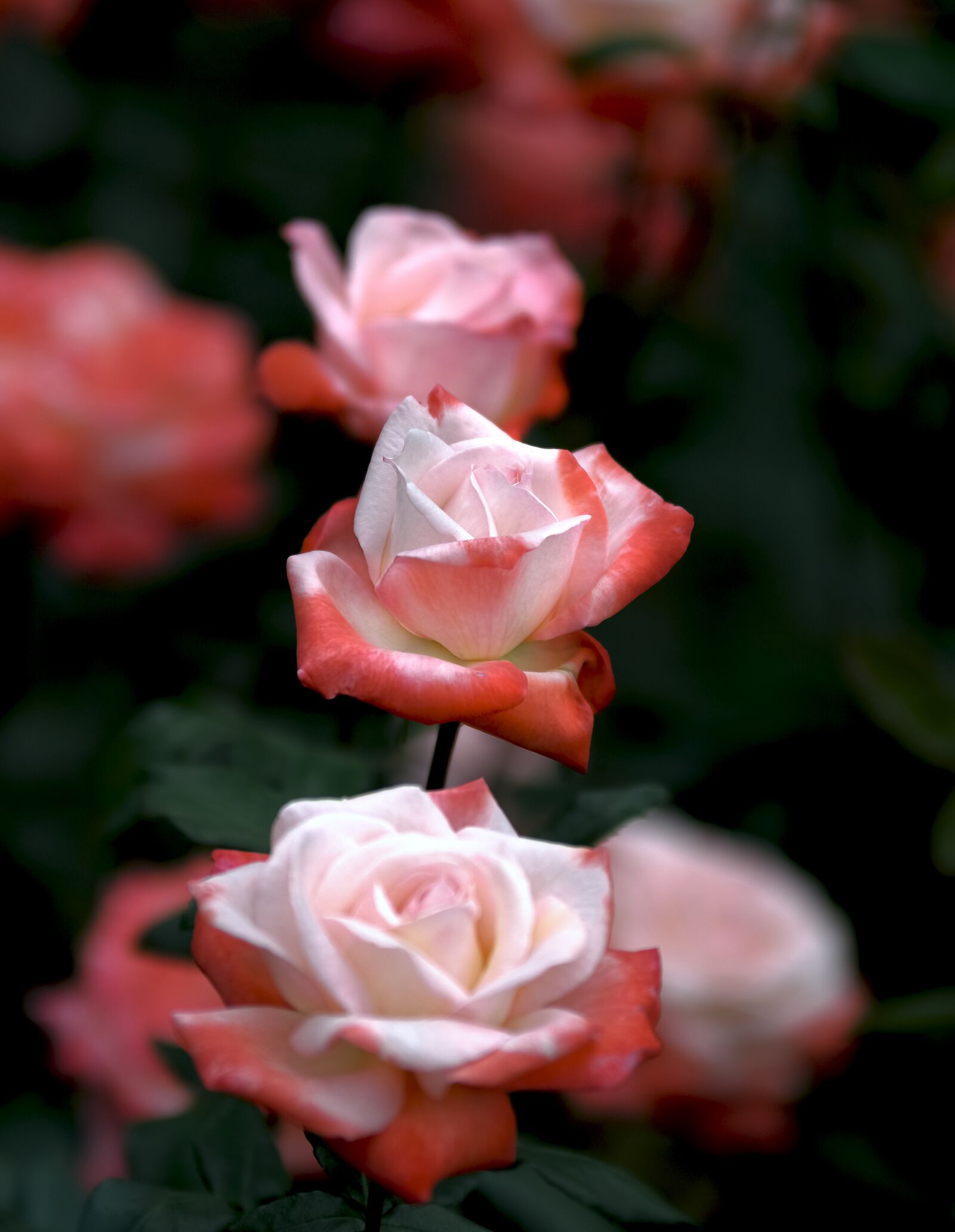 Pentax 645D + smc PENTAX-FA* 645 300mm F4 ED [IF] sample photo. Flowers, rose, love photography