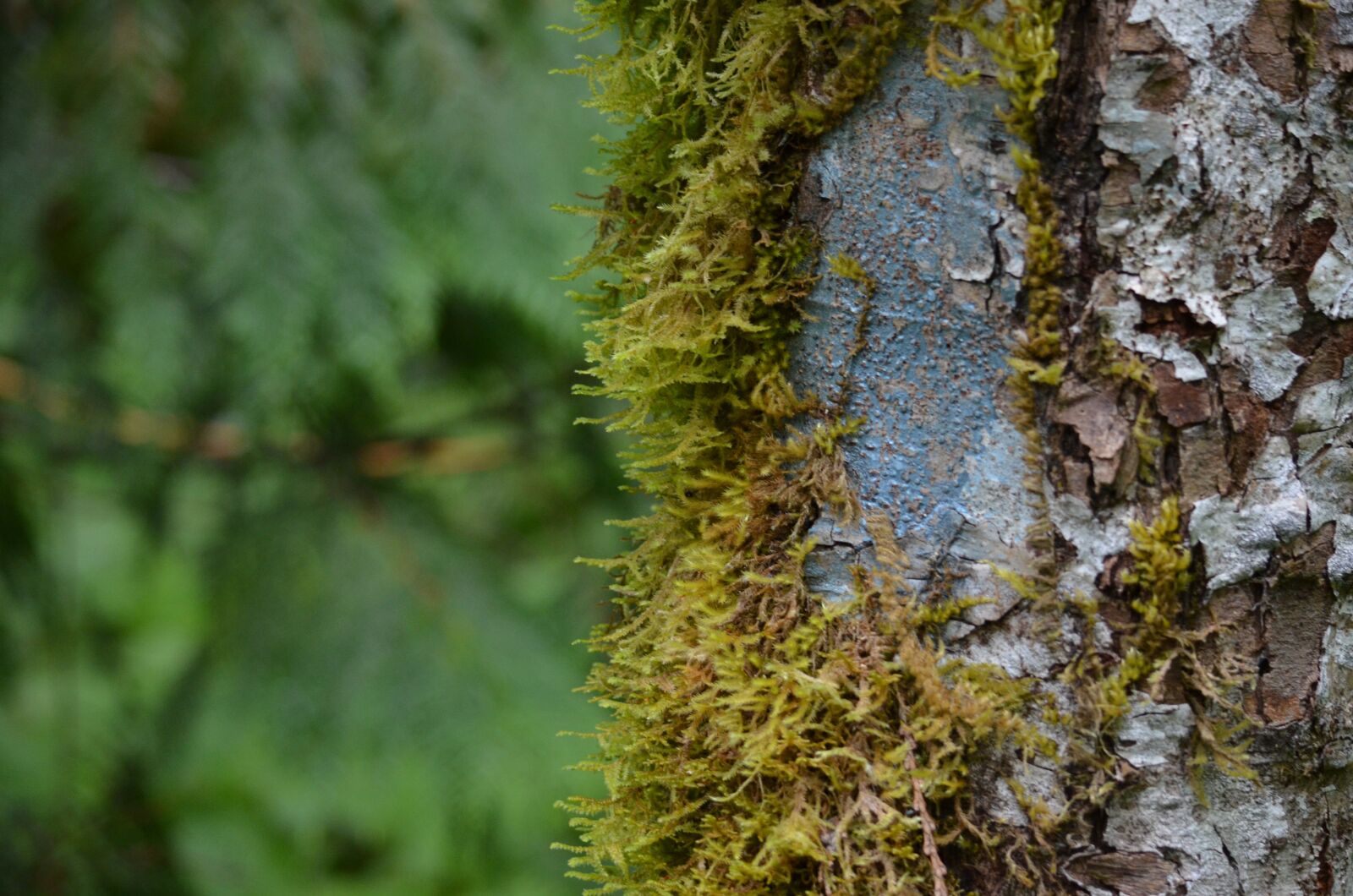 Nikon D5100 sample photo. Tree, trunk, moss photography