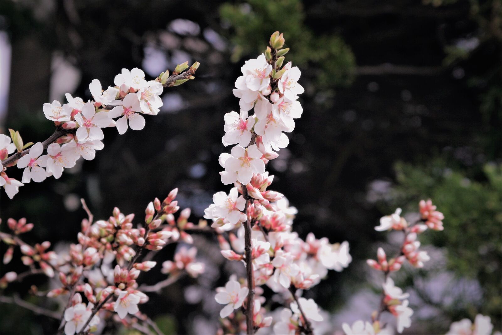 Canon EOS 350D (EOS Digital Rebel XT / EOS Kiss Digital N) sample photo. Cherry blossoms, pale pink photography