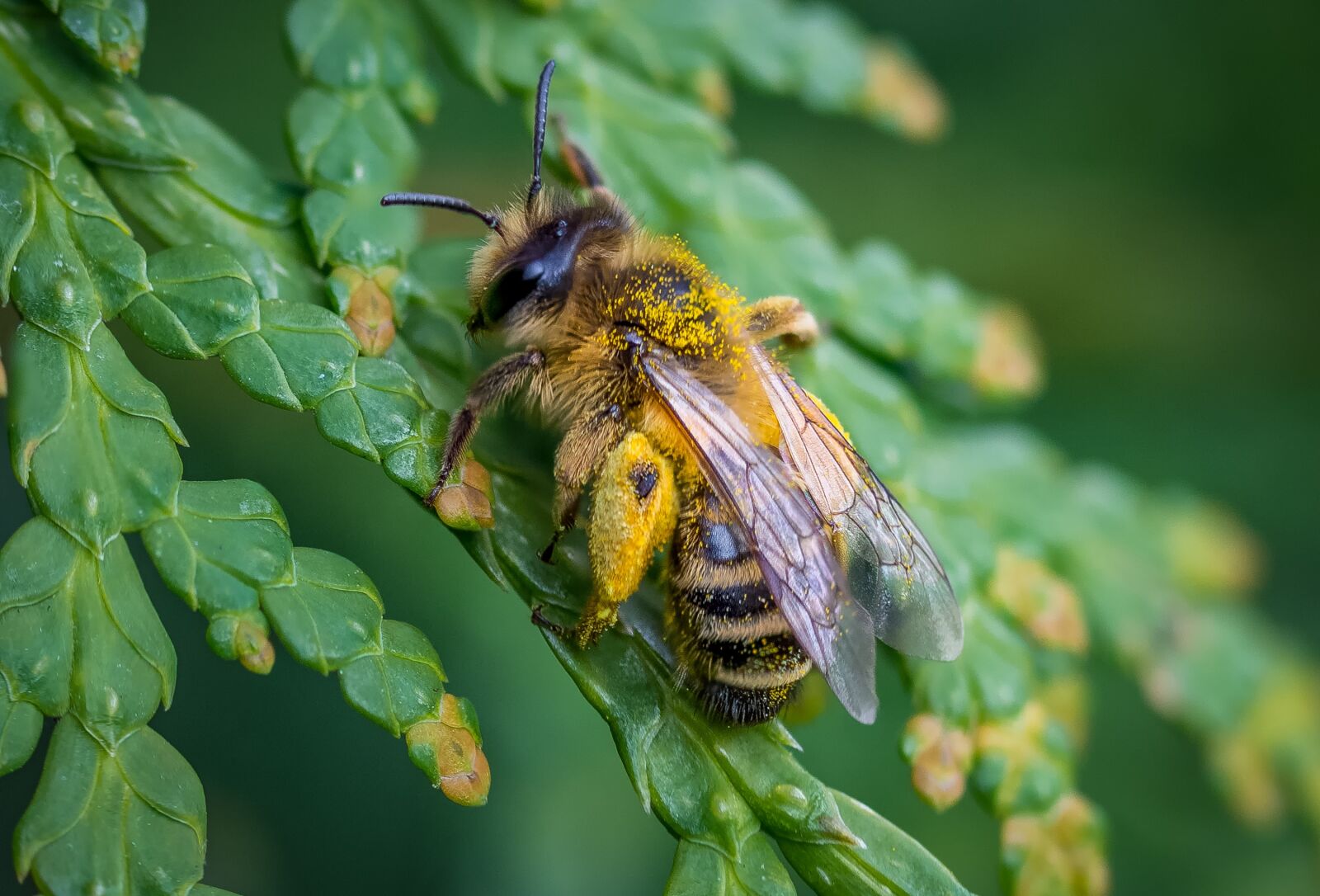 Nikon D7200 sample photo. Bee, spring, nature photography