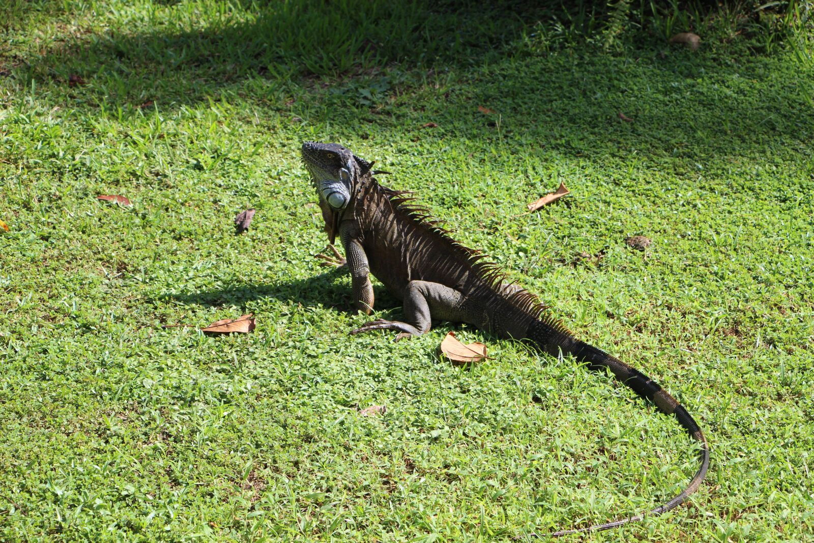 Canon EOS 100D (EOS Rebel SL1 / EOS Kiss X7) sample photo. Iguana, costa rica, reptile photography