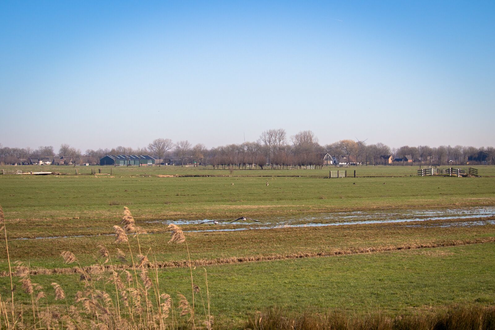 Canon EOS 100D (EOS Rebel SL1 / EOS Kiss X7) sample photo. Netherlands, polder, pasture photography