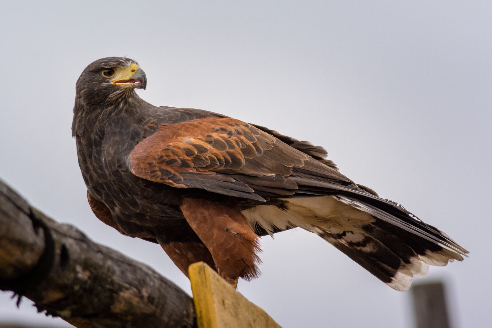 Nikon D5200 sample photo. Bird, animal, adler photography