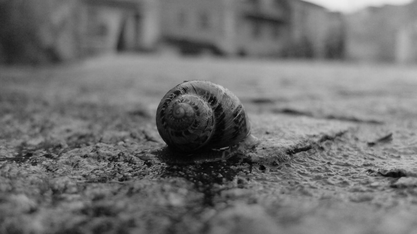 Fujifilm X20 sample photo. Snail, borgo, floor photography